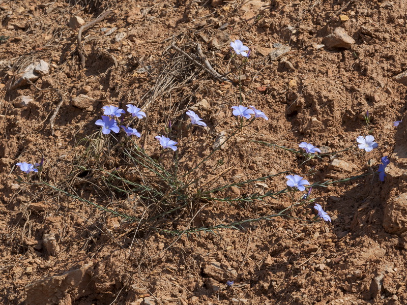 Linum narbonense narbonense.01