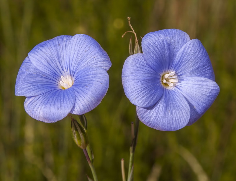 Linum narbonense narbonense.03