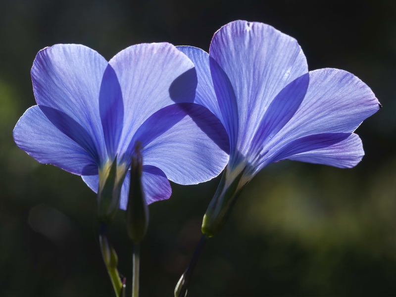 Linum narbonense narbonense.04