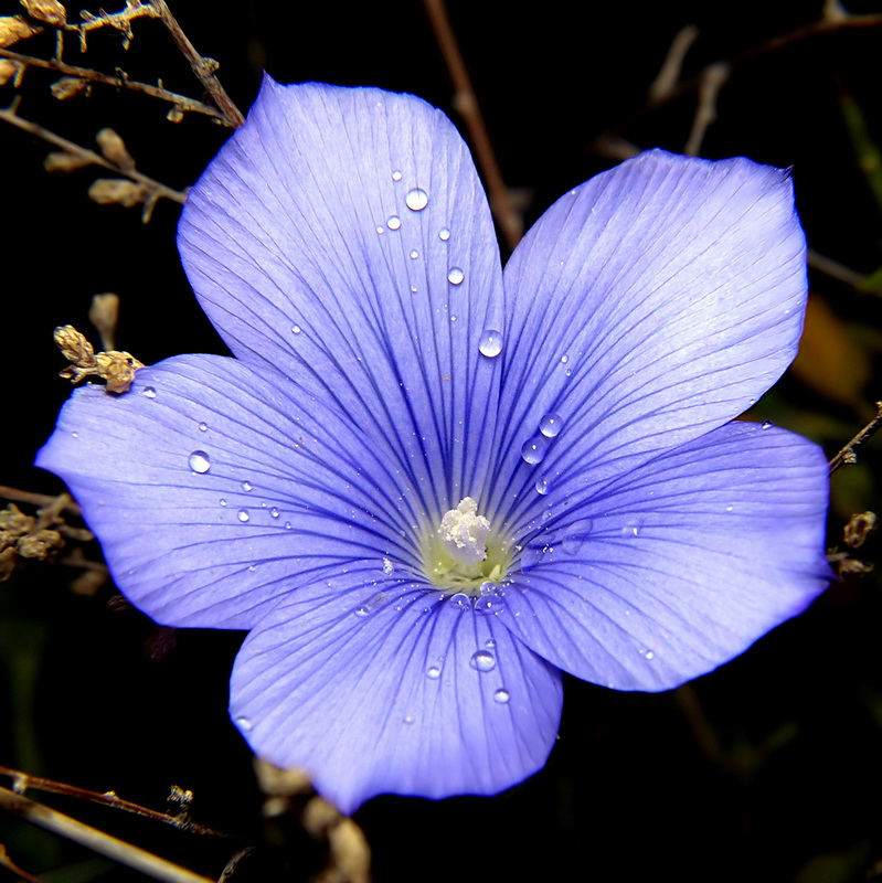 Linum narbonense narbonense.11