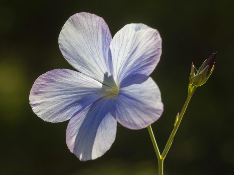 Linum narbonense narbonense.13