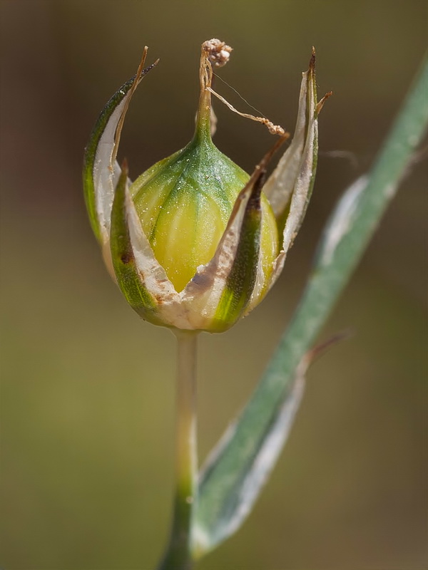 Linum narbonense narbonense.17