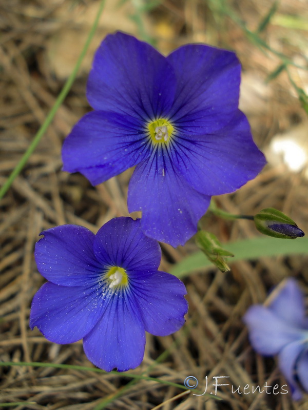 Linum narbonense narbonense.37