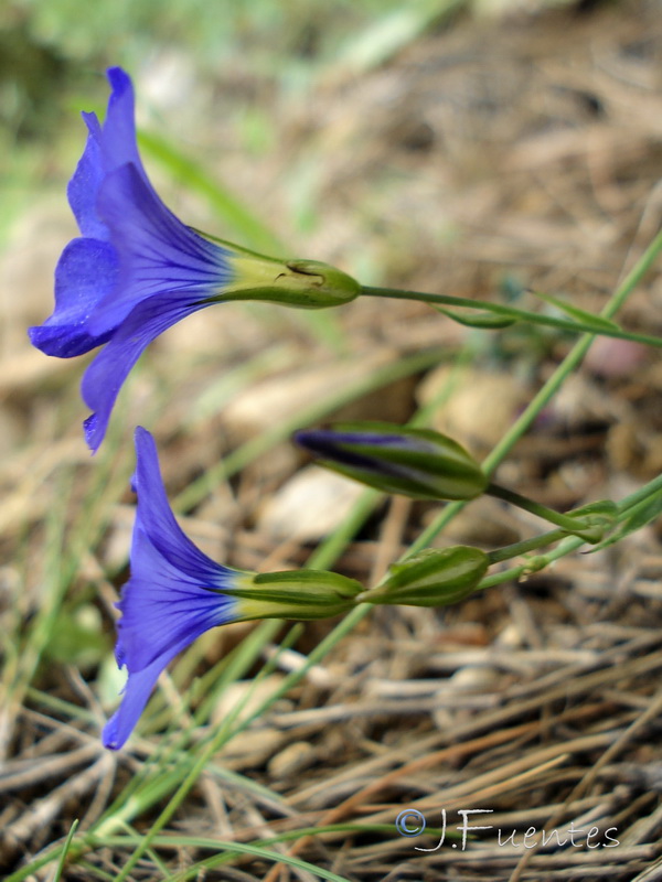 Linum narbonense narbonense.38