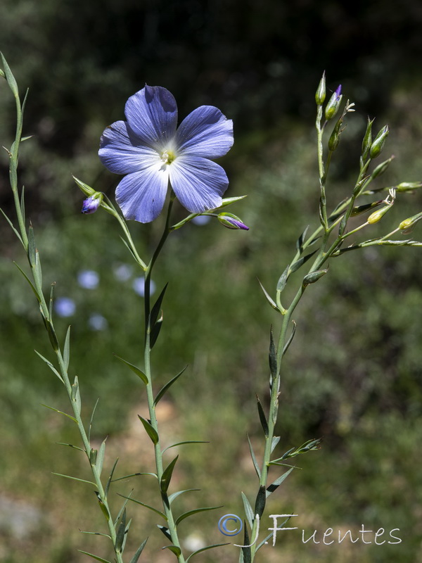 Linum narbonense narbonense.40