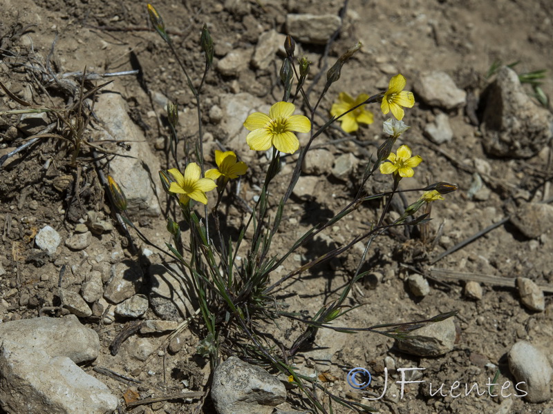 Linum setaceum.01