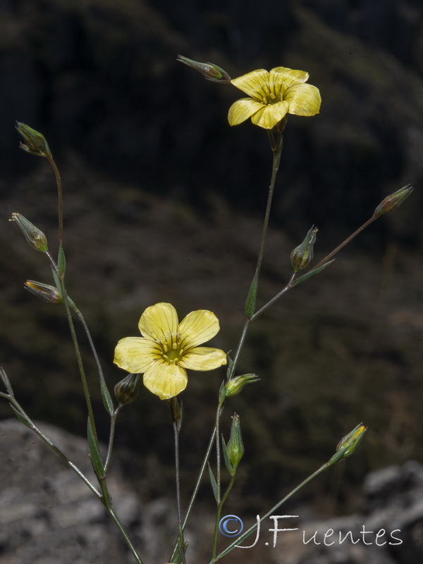 Linum setaceum.06