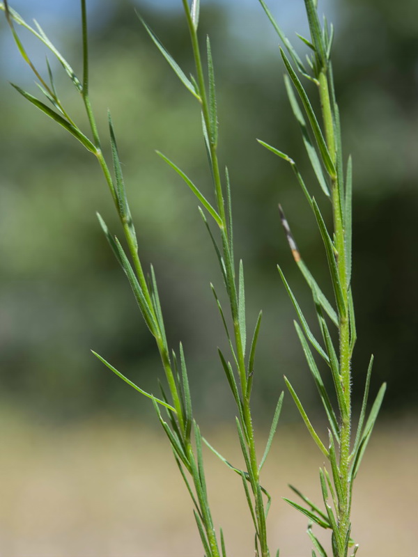 Linum setaceum.03