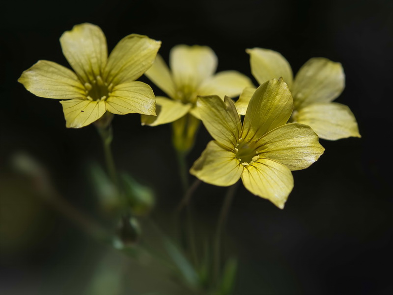 Linum setaceum.04