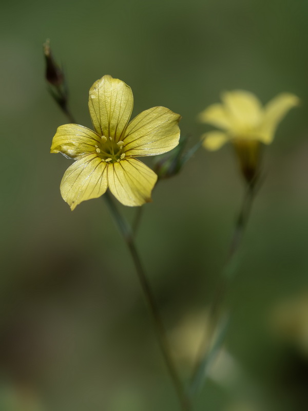 Linum setaceum.07