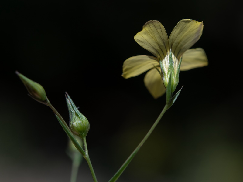 Linum setaceum.10