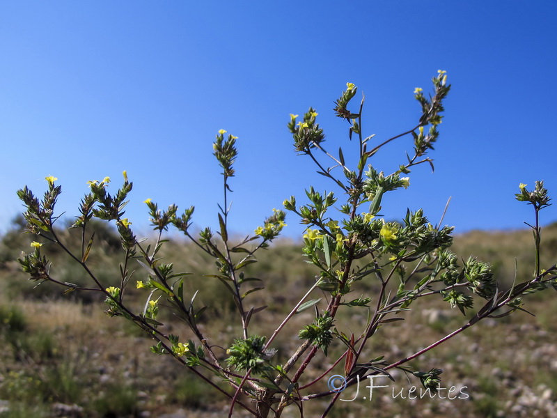 Linum strictum strictum.01