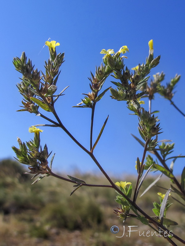 Linum strictum strictum.02