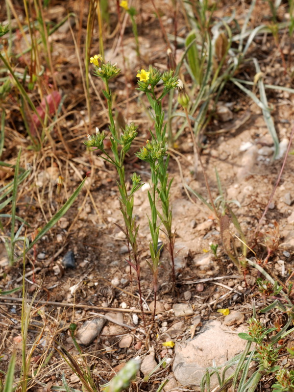 Linum strictum strictum.03