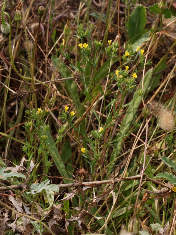 Linum strictum strictum.04