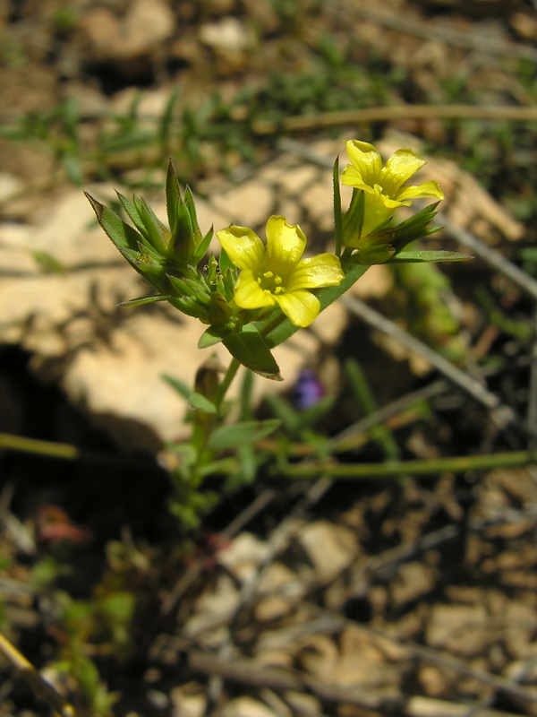 Linum strictum strictum.05