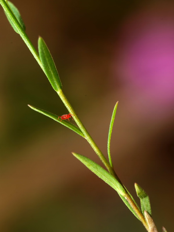 Linum strictum strictum.06