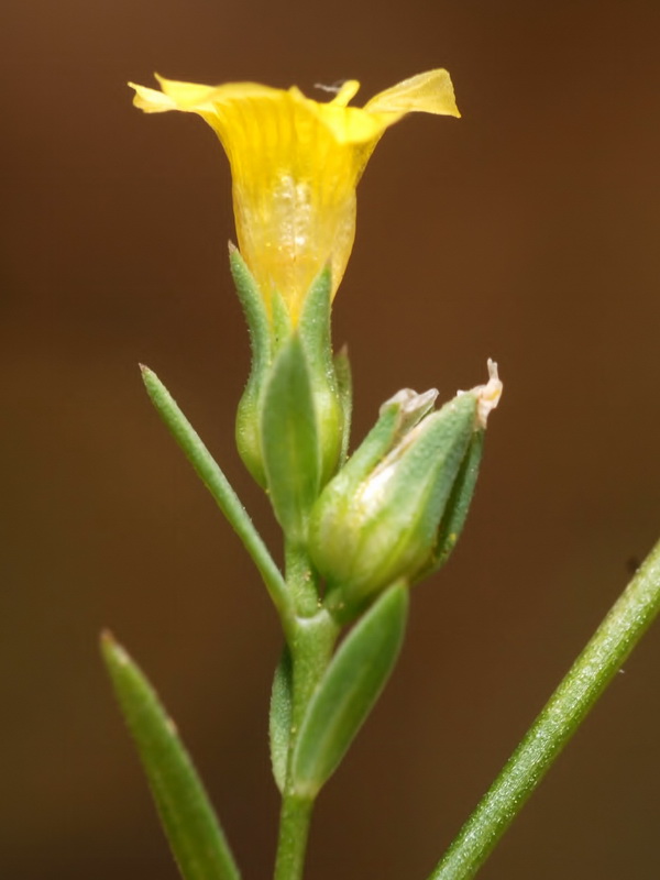 Linum strictum strictum.07