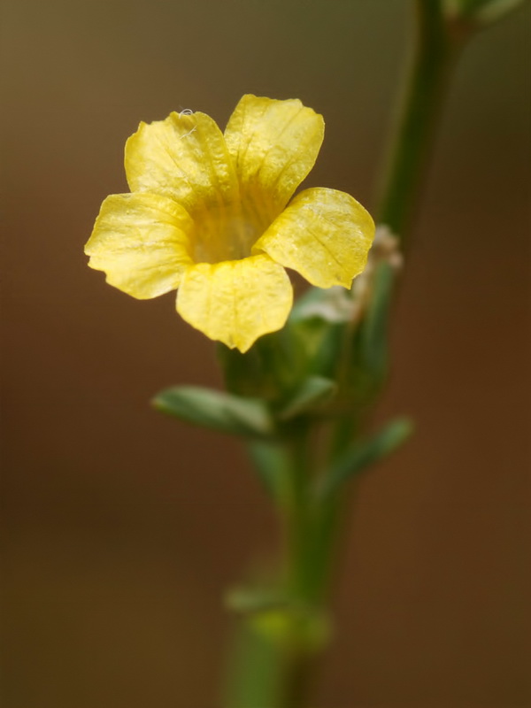 Linum strictum strictum.09