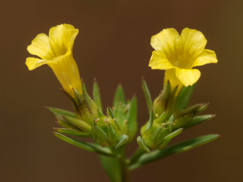 Linum strictum strictum.10