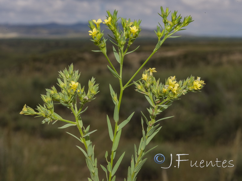 Linum strictum strictum.11