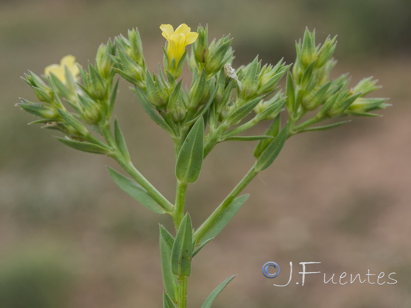 Linum strictum strictum.12