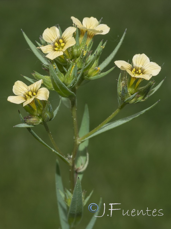 Linum strictum strictum.13