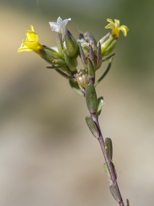 Linum strictum strictum.14