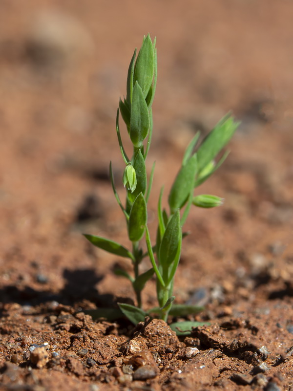 Linum strictum strictum.16