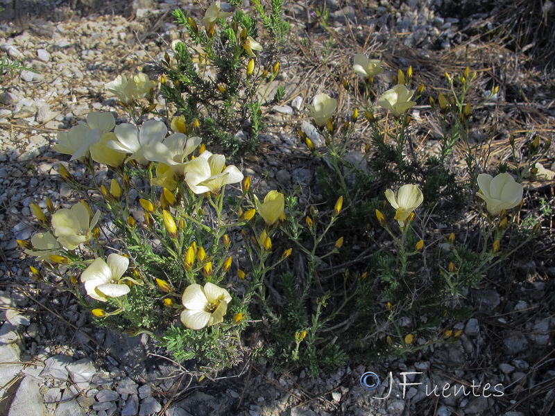 Linum tejedense.01