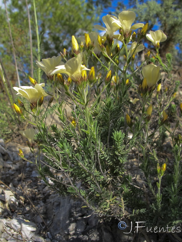 Linum tejedense.02