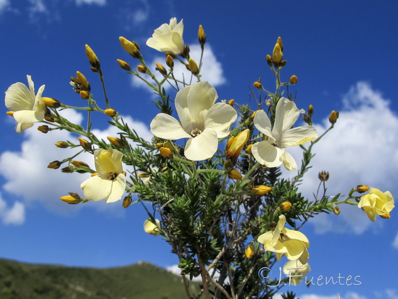 Linum tejedense.06