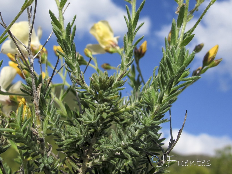 Linum tejedense.08