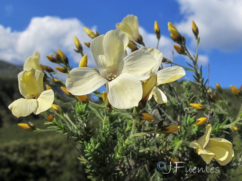 Linum tejedense.09