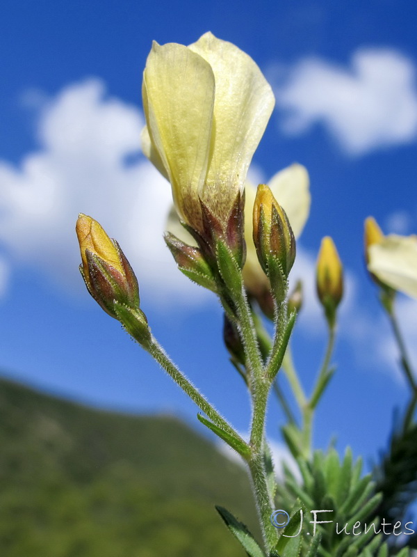 Linum tejedense.11