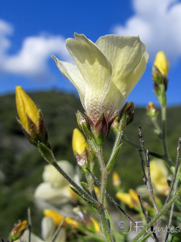 Linum tejedense.12