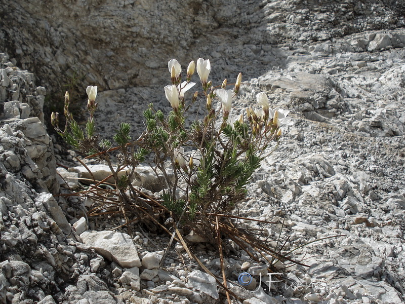 Linum tejedense.13