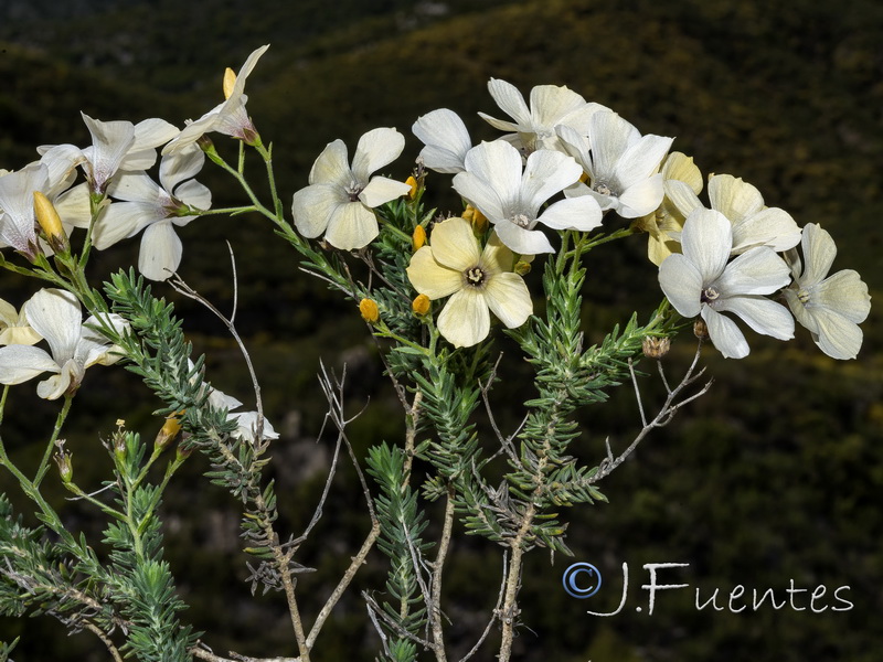 Linum tejedense.18