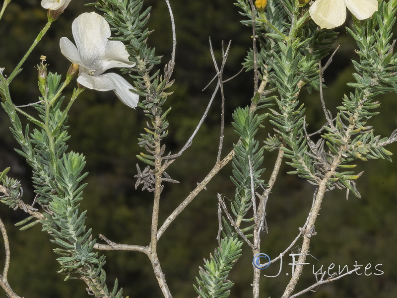 Linum tejedense.19