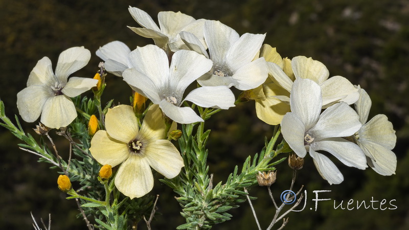 Linum tejedense.22