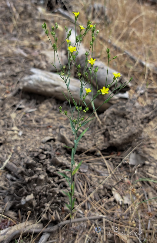 Linum setaceum.01