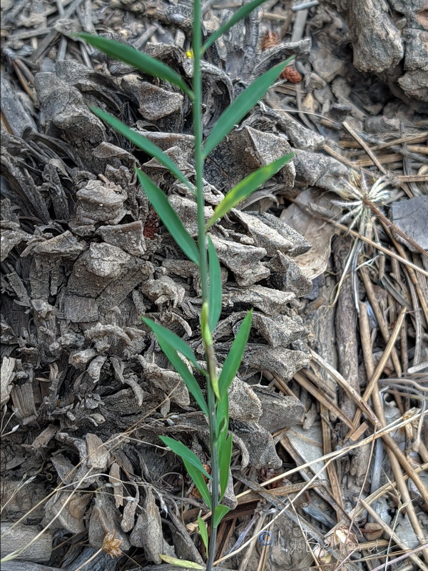 Linum trigynum.05