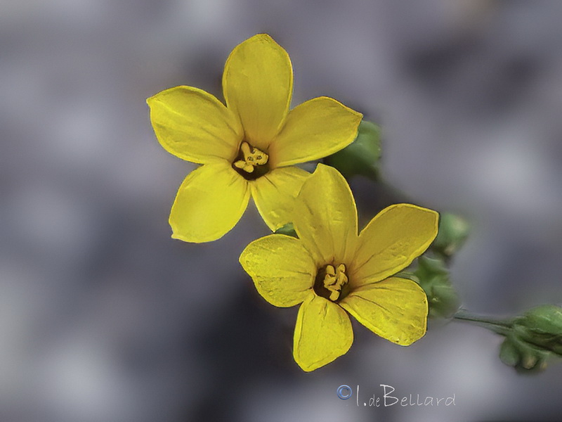 Linum trigynum.07