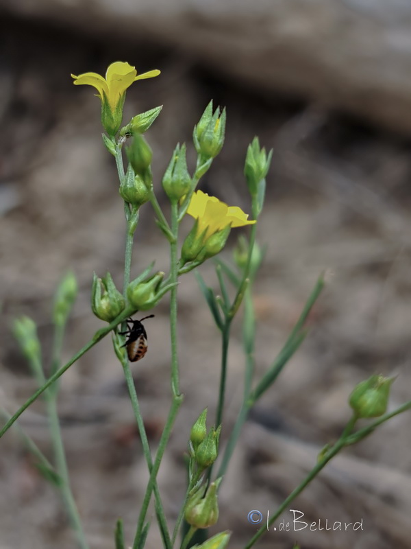 Linum trigynum.08