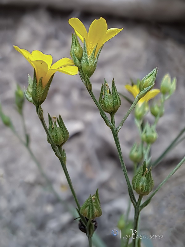 Linum trigynum.09