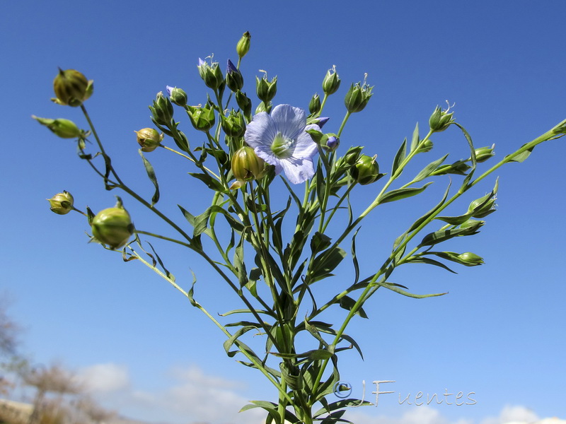 Linum usitatissimum.01