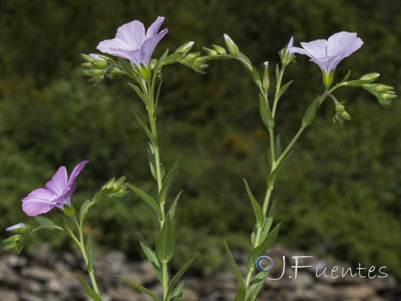 Linum viscosum.01