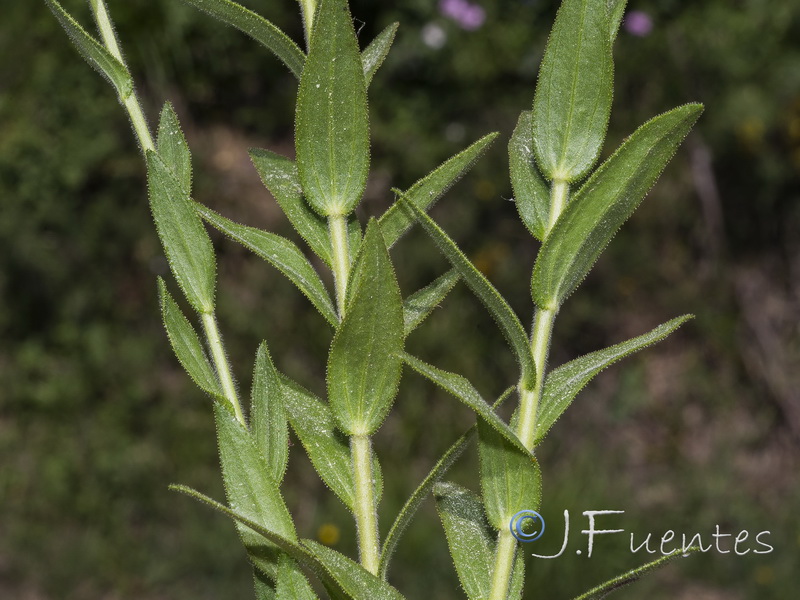 Linum viscosum.02