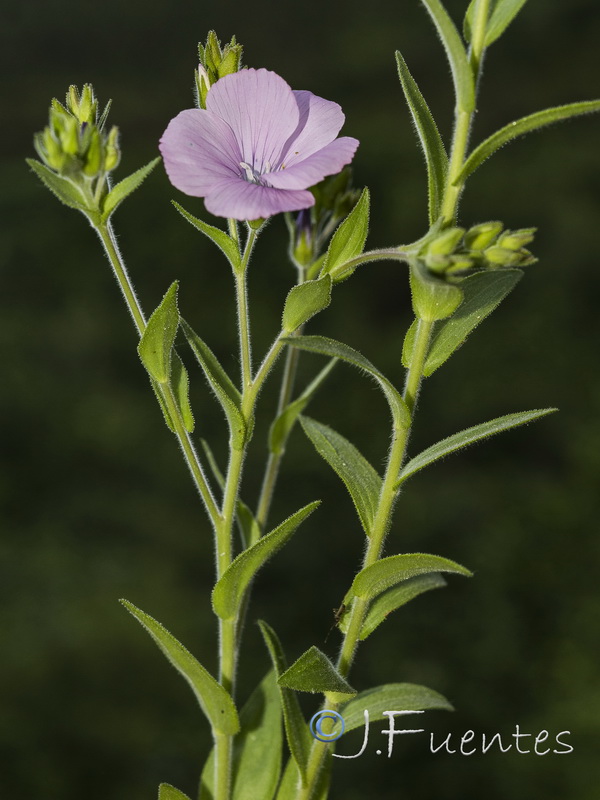 Linum viscosum.03