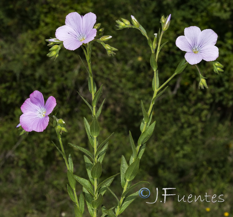 Linum viscosum.04